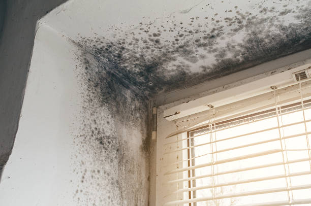 Affordable Black Mold Removal solutions in Poplar Branch, NC